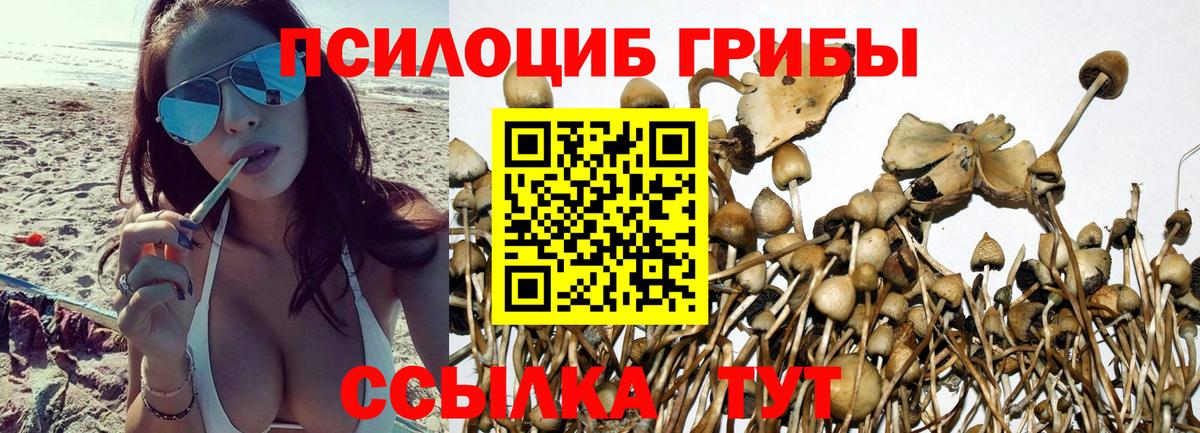 Галлюциногенные грибы Psilocybe  Псилоцибиновые грибы мицелий  Кингисепп 